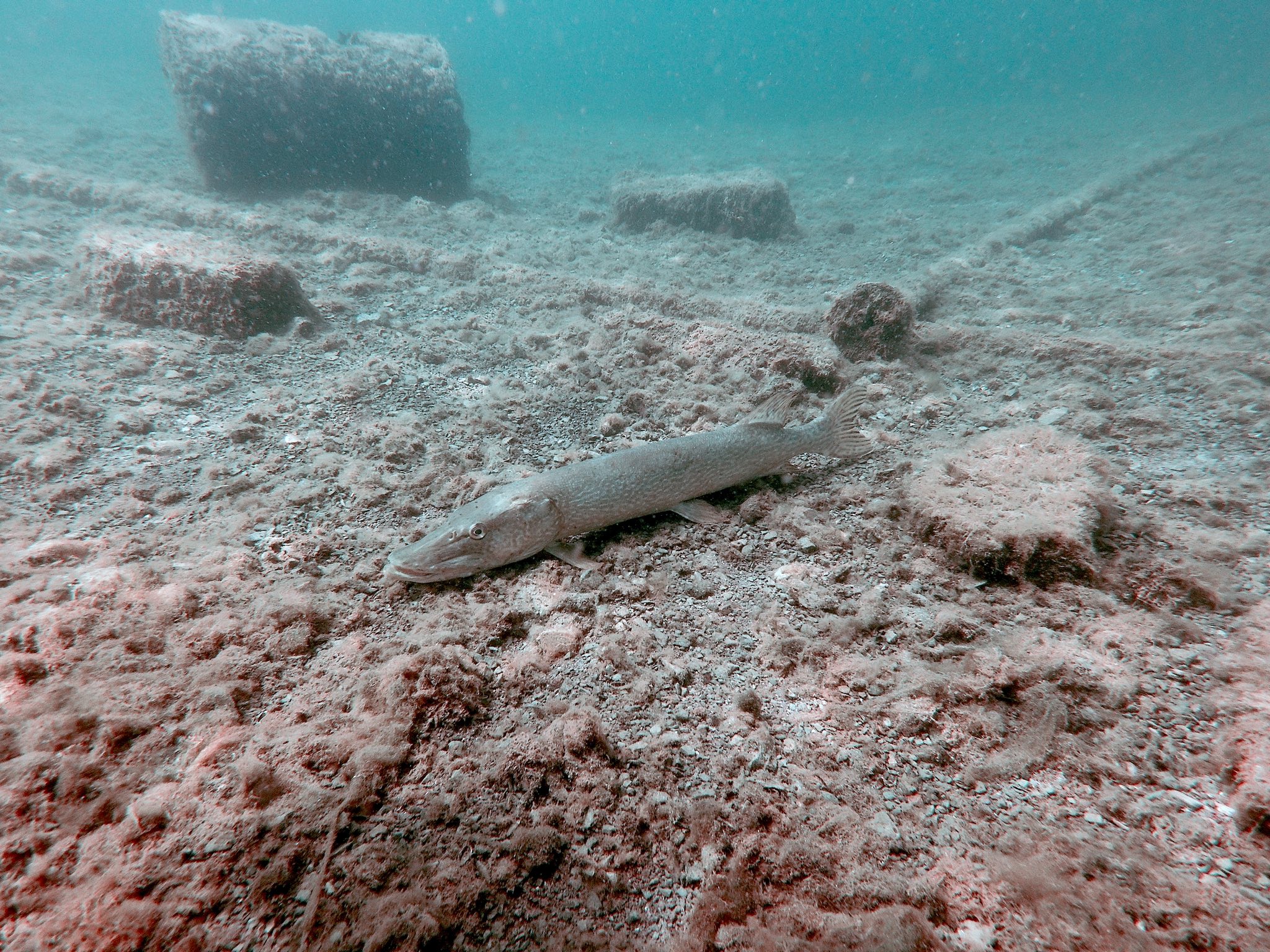 Diving & Training, Spring/Summer 2025