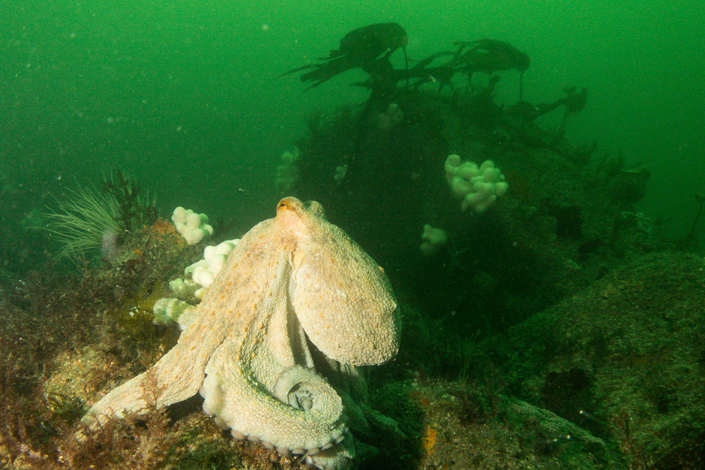 Porthkerris, 1-3 July 2025