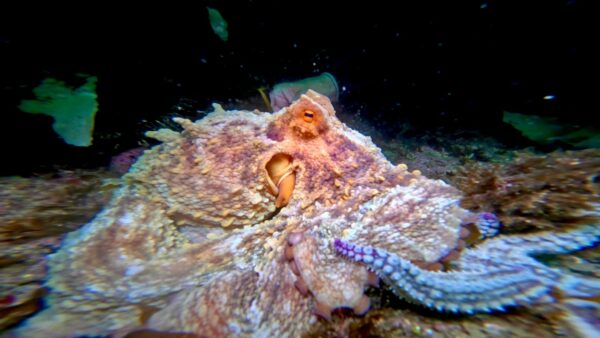 Trip Report: Porthkerris, 1-3 July 2025