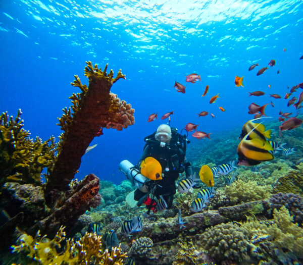 Liveaboard, Egypt 2026
