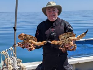 Edible crabs caught on a Weymouth wreck dive